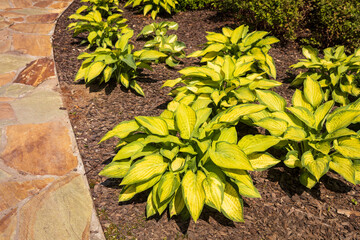 Landscape design – Hosta ‘June’ decorates a small garden square, planted along a stone-paved...