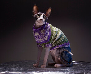 Portrait of Canadian sphynx cat wearing cozy sweater