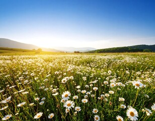 A field of daisies at sunrise