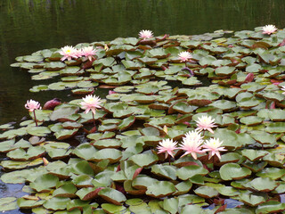 Blooming lotuses on water surface