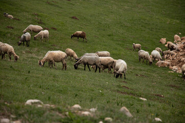 Sheep ranch grassland on top of a mountain in Montenegro