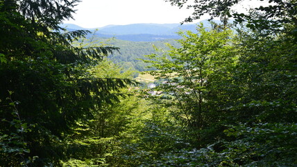 Pf&auml;lzer Wald_063
