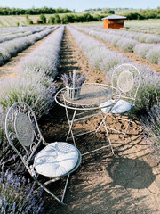 Charming outdoor seating arrangement in a lavender field during sunny daytime