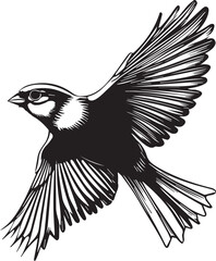 black and white bird