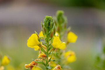 Selective focus of Oenothera biennis with green grass, Wild yellow flower on the field in summer, Common evening-primrose is a flowering plant species of Oenothera, Natural floral background.