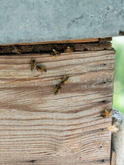 Apicoltura, api con polline raccolto, close up. Api in sfonda arnia. 