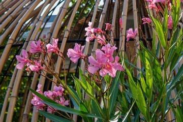 Vibrant pink Nerium Oleander flowers bloom against natural bamboo screen. Ornamental plant for...