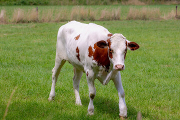 Countryside landscape in summer, A young Dutch cow with brown and white standing and nibbling fresh...