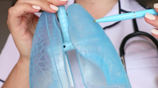 Doctor hand holding simple human lungs model and pointing it with pen. Lung Cancer, Asthma, Chronic Obstructive Pulmonary or COPD, Bronchitis, Emphysema, Cystic Fibrosis, Bronchiectasis, Pneumonia