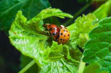 Ladybugs mate on a lush green leaf, a perfect moment in nature.