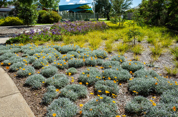 Beautifully maintained public garden with flowering plants, low-maintenance ground cover, ornamental grasses, and mulched beds. Drought-tolerant park and aesthetic for public green space in Australia