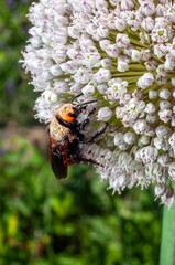 A fuzzy velvet ant crawls across the delicate white flowers of a blooming Allium plant.