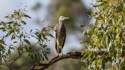 White-faced heron standing tall.
