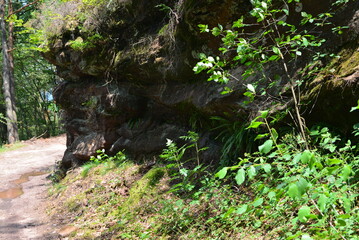 Pf&auml;lzer Wald_040
