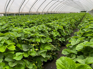 Many strawberry plants growing in a big greenhouse, industrial food production