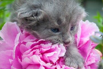 A precious gray kitten resting in a stunning pink peony flower, a picture of beauty.