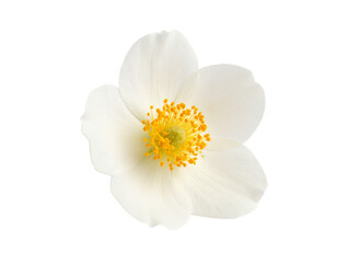 white realistic flower
