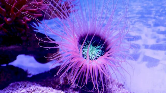 Sea anemones sway gently in the water, glowing purple and pink against a deep black backdrop