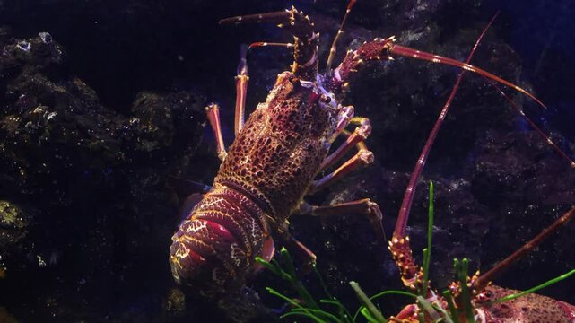 Close-up of spiny lobster moving across rocky coral, vivid red and orange tones