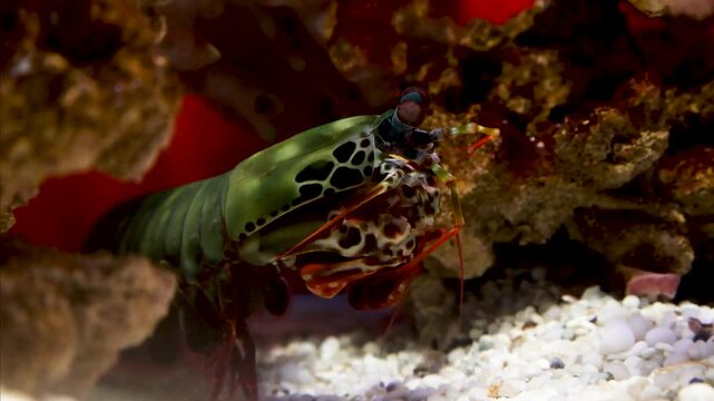 Colorful mantis shrimp peeking out from coral rocks in a vibrant aquarium