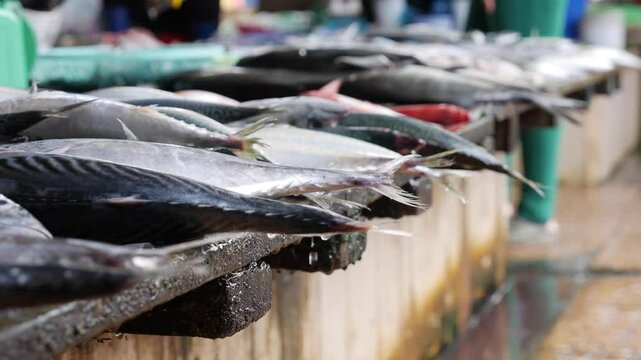 Freshly caught fish displayed on a market stall. Various species are visible, showcasing their scales and colors. The setting is a busy fish market.