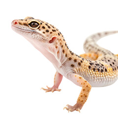 Leopard Gecko A Detailed CloseUp of a Juvenile Eublepharis macularius showcasing its distinctive markings and alert posture against a pure white background isolated on transparent background