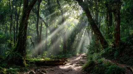 Fototapeta premium Lush forest trail with sunbeams filtering through trees