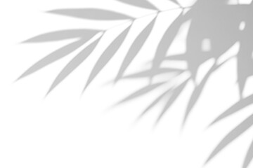 shadow overlay effects,realistic bamboo shadow on transparent background,Natural shadow of tropical Summer sunlight and shadow overlay