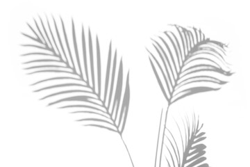 Obraz premium shadow overlay effects of realistic palm branch shadow isolated on transparent background,shadow for photo presentation interior backdrop mockup,Summer sunlight and shadow