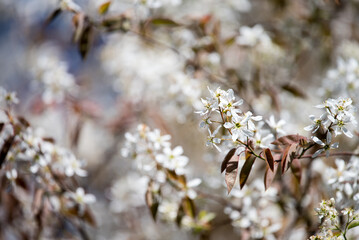 Close up of smooth serviceberry (amelanchier laevis) flowers in bloom.