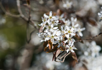 Fototapeta premium Close up of smooth serviceberry (amelanchier laevis) flowers in bloom.