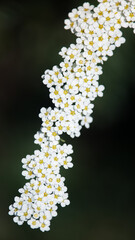 A branch with a few small flowers in close-up.