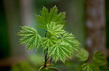 Naklejka premium Young maple leaves close-up on a spring forest. Green background.