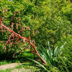 Tall blooming Beschorneria yuccoides (Yucca Leaved Beschorneria) with red stems and flowers in  foreground in Adler park Sochi resort. Surrounding it are various green plants and shrubs