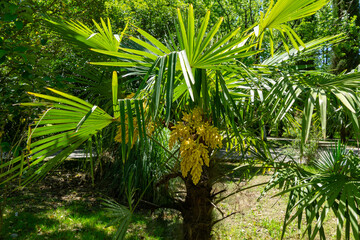 Beautiful scene of blooming Chinese windmill palm (Trachycarpus fortunei) or Chusan palm tree with large, fan-shaped fronds and clusters of yellow flowers in Adler Sochi park