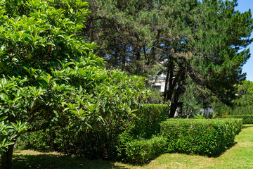 Beautiful green leaves and buds of Japanese loquat tree (Eriobotrya Japonica) in Adler park Sochi resort. Scene showcases dense, green shrubs and trees, with  neatly trimmed hedge in foreground