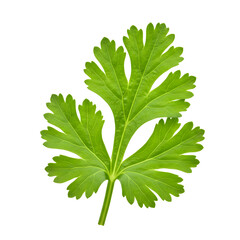 Fresh Green Coriander Leaf Isolated on White Background close-up