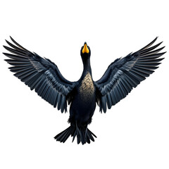 Fototapeta premium A majestic cormorant with its wings fully extended, captured in flight against a stark transparent background, revealing the intricate details of its dark plumage and powerful form