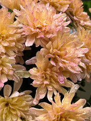 orang chrysanthemum flowers