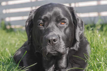 Black Labrador dog in the garden. Labrador Retriever dog, pet.