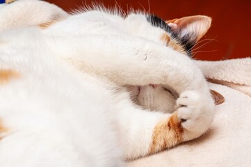 A cute calico cat sleeps peacefully, covering its face with its paws.