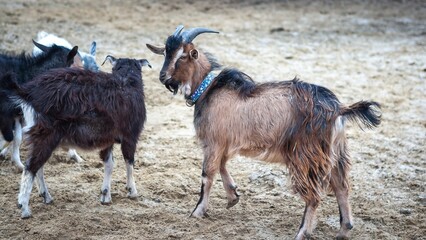Goats in a sandy field, one with a decorative blue collar.