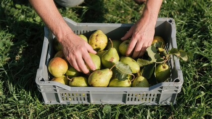 Freshly harvested green pears being sorted by hand in a crate on green grass in an orchard.