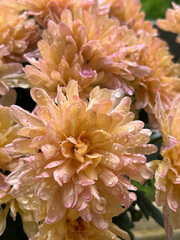 orang chrysanthemum flower