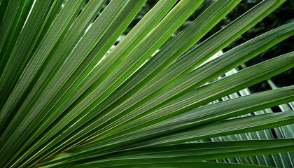 Obraz premium palm tree leaves background