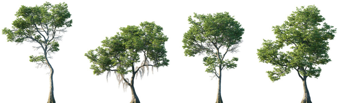 Set of Nyssa aquatica and Nyssa biflora frontal street trees isolated png on a transparent background perfectly cutout
