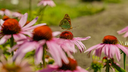 Echinacea purpurea with butterflies in the garden