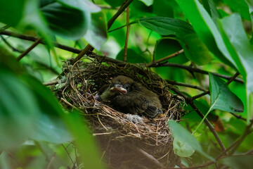 Nesting bird with fluffy feathers rests in a natural nest surrounded by vibrant green leaves, showcasing the beauty of wildlife and the nurturing environment of nature