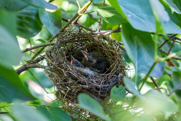 Nest with baby birds nestled inside, surrounded by vibrant green leaves, showcasing the beauty of nature and the nurturing environment of wildlife habitats