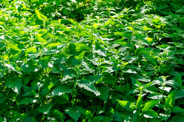 Lush Green Nettle Plants in Sunlit Garden